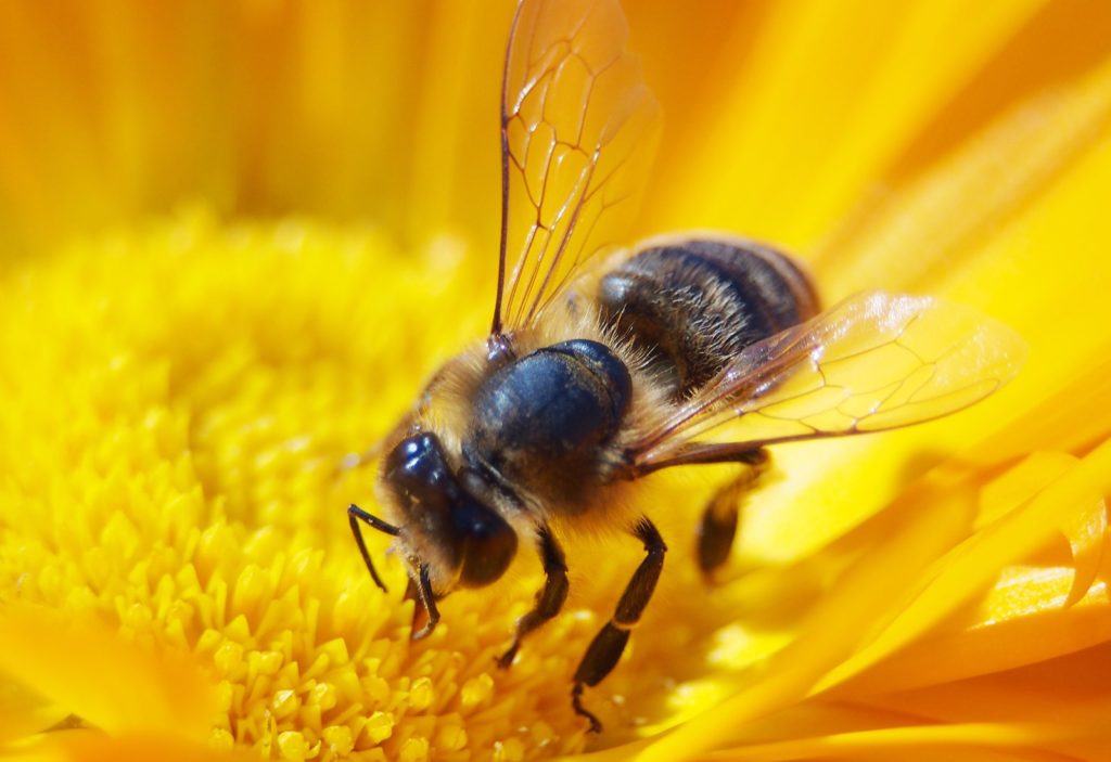 Close up Picture Of A Honey Bee Sitting On A Sunflower