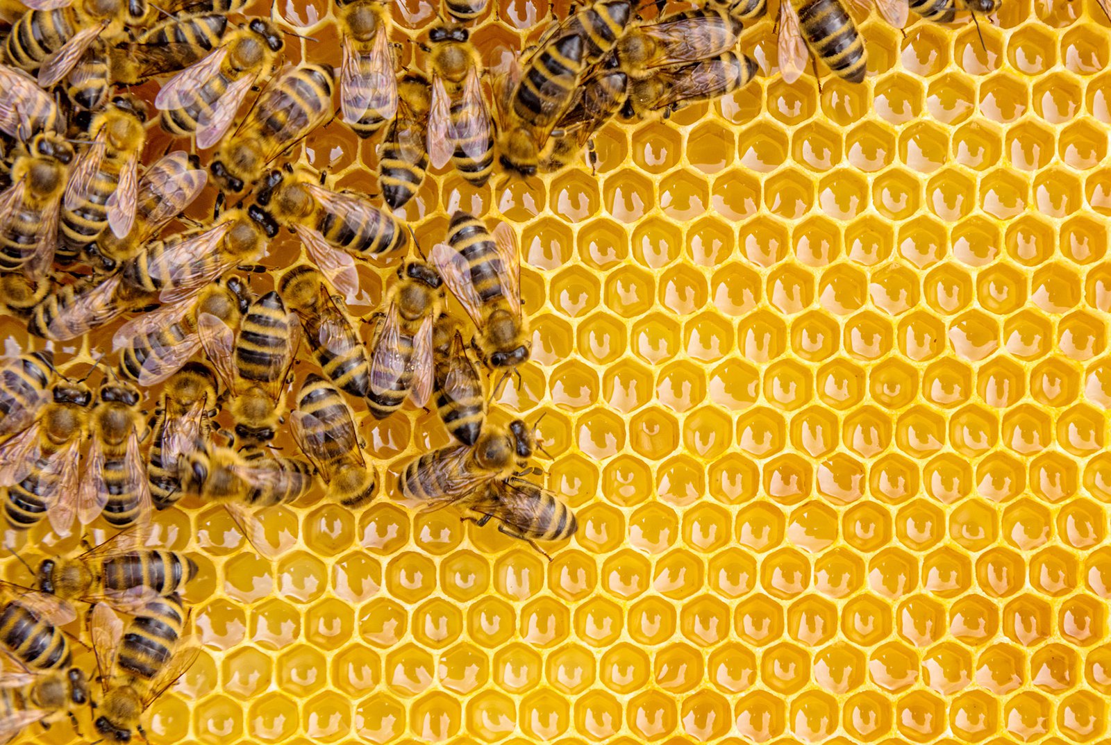 Image Showing Lots Of Honey Bees At A Single Place