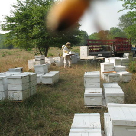 hummer_hives