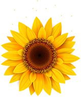 A yellow sunflower on a white background.